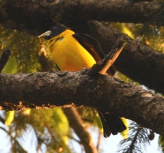 Mycerobas