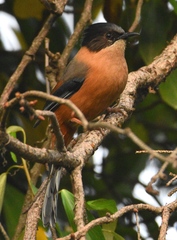 Heterophasia capistrata