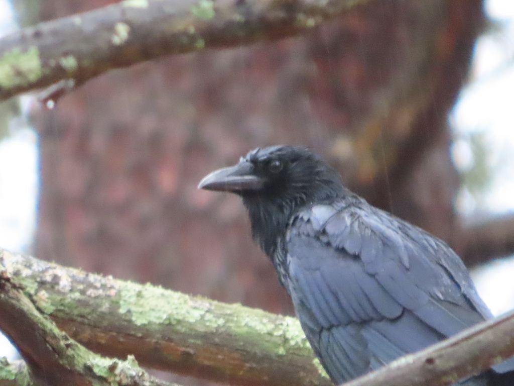 January Crow American Crow in January 2022 by Chuck Cantley · iNaturalist
