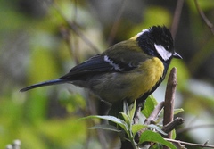 Parus monticolus