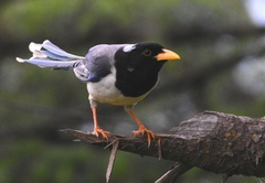 Urocissa flavirostris