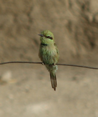 Merops viridissimus