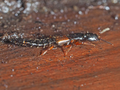Nudobius lentus