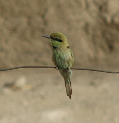 Merops viridissimus