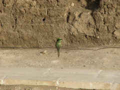 Merops viridissimus