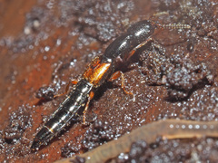 Nudobius lentus