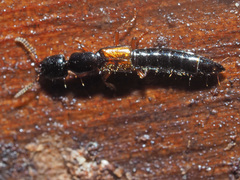 Nudobius lentus