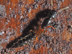 Nudobius lentus