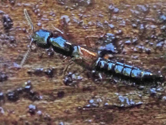 Nudobius lentus