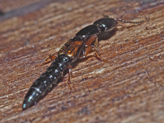 Nudobius lentus