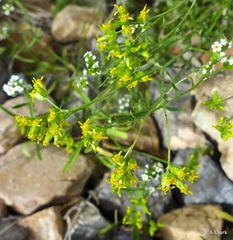 Amphipappus fremontii