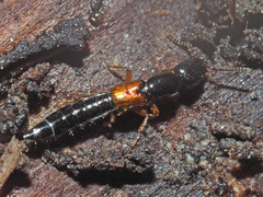 Nudobius lentus