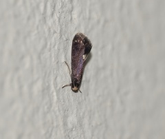 Psychoides filicivora