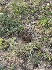 Cratogeomys merriami
