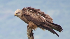 Milvus migrans migrans