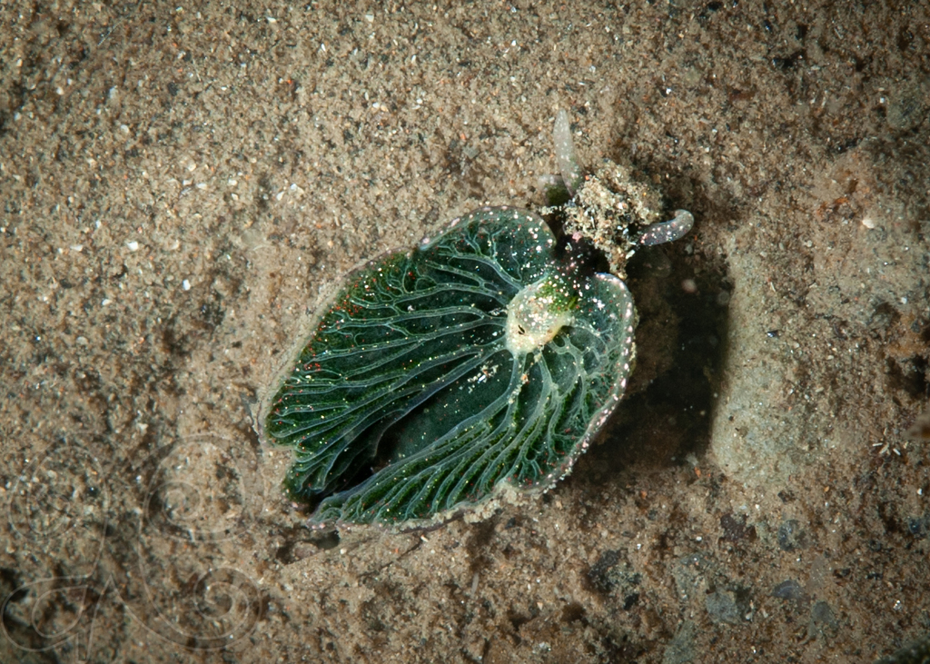 Eastern Emerald Elysia from New Castle, NH, USA on January 01, 2022 at ...