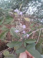 Vitex trifolia