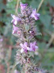 Hyptis rhytidea