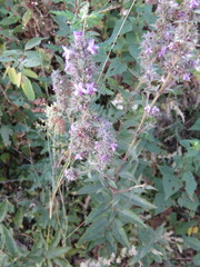 Hyptis rhytidea