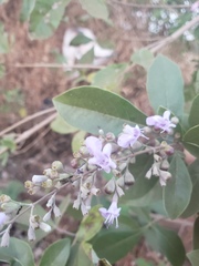 Vitex trifolia