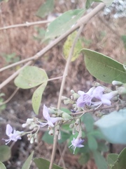 Vitex trifolia