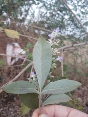 Vitex trifolia