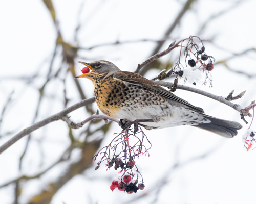 Zorzal real (Turdus pilaris)