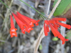 Bouvardia tenuifolia