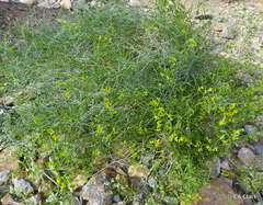 Amphipappus fremontii