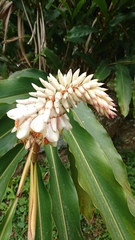 Alpinia mesanthera