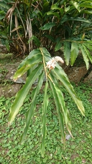 Alpinia mesanthera