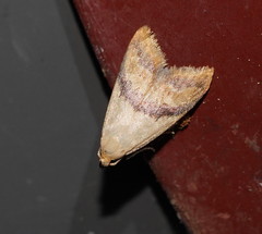 Hapaloteucha paragramma