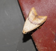 Hapaloteucha paragramma