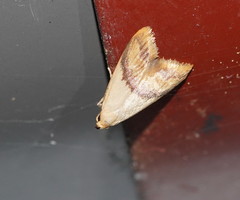 Hapaloteucha paragramma