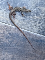 Aspidoscelis costatus