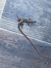 Aspidoscelis costatus