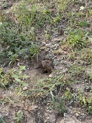 Cratogeomys merriami