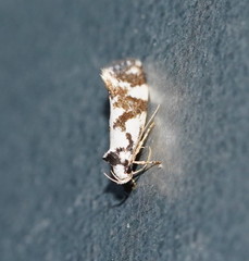 Machetis aphrobola