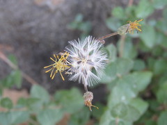 Brickellia cuspidata