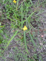 Chamaecrista flexuosa