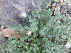 Brickellia cuspidata