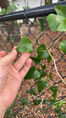 Smilax aspera