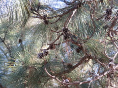 Pinus oocarpa