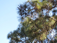 Pinus oocarpa