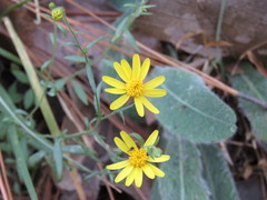 Oxypappus scaber