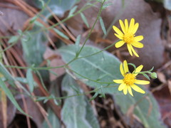 Oxypappus scaber