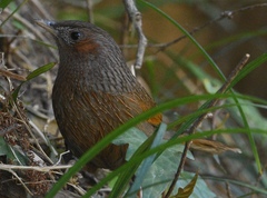 Trochalopteron lineatum