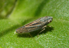 Amphigonalia severini