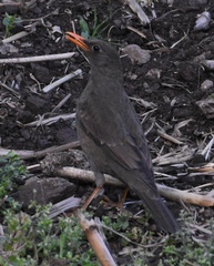 Turdus boulboul