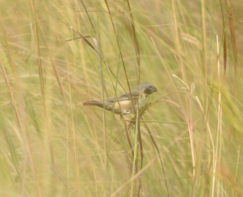 Sporophile d'Ibera (Sporophila iberaensis)